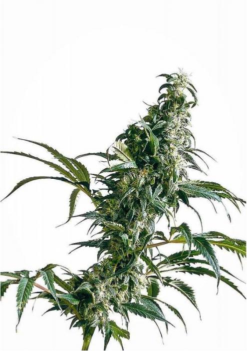 Mexican Sativa  Regular Marijuana Seeds