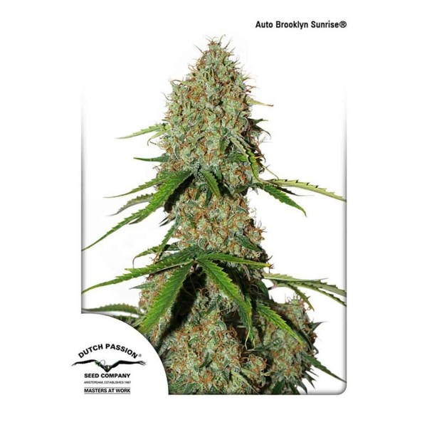 AUTOBROOKLYN SUNRISE