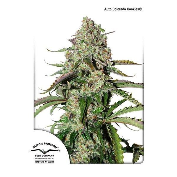 AUTOCOLORADO COOKIES