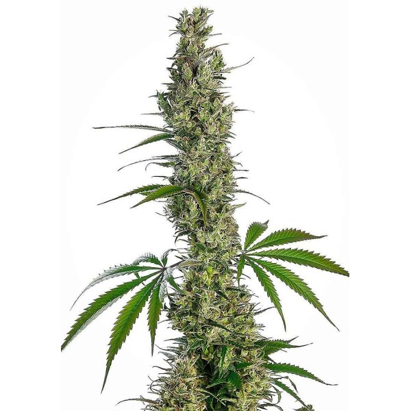 EAGLE BILL® REGULAR