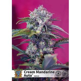 CREAM MANDARINE AUTO