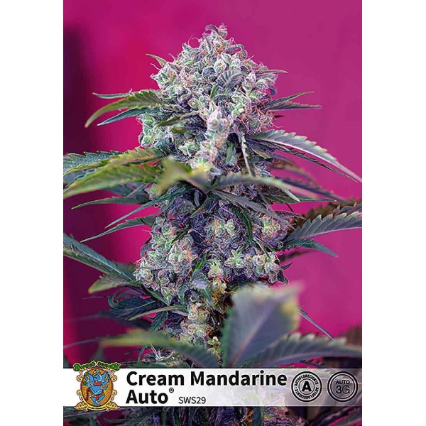CREAM MANDARINE AUTO