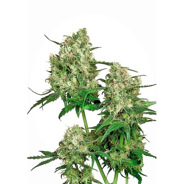 MAPLE LEAF INDICA REGULAR