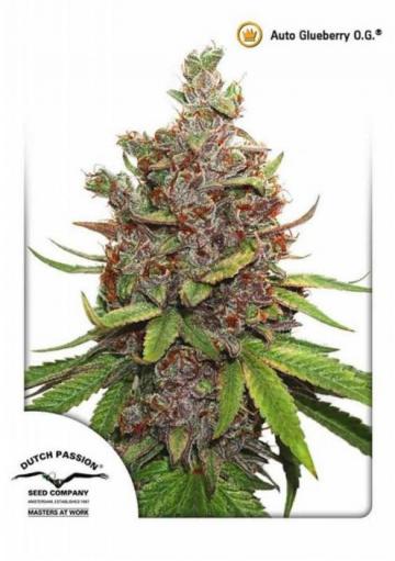 Semillas AutoGlueberry OG