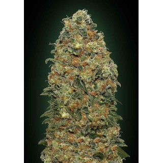 WHITE WIDOW 00