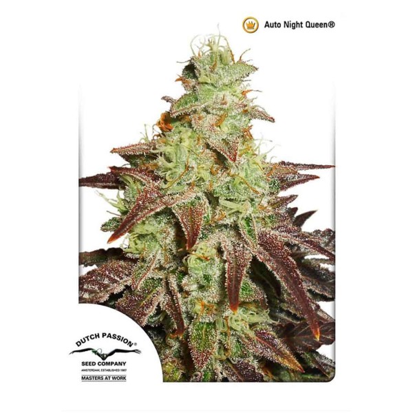 AUTONIGHT QUEEN