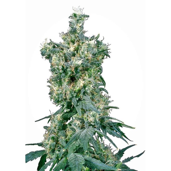 AMERICAN DREAM REGULAR