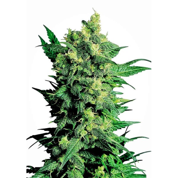 SHIVA SHANTI II REGULAR