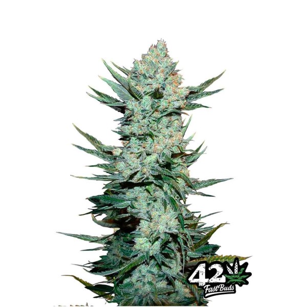 TANGIE MATIC