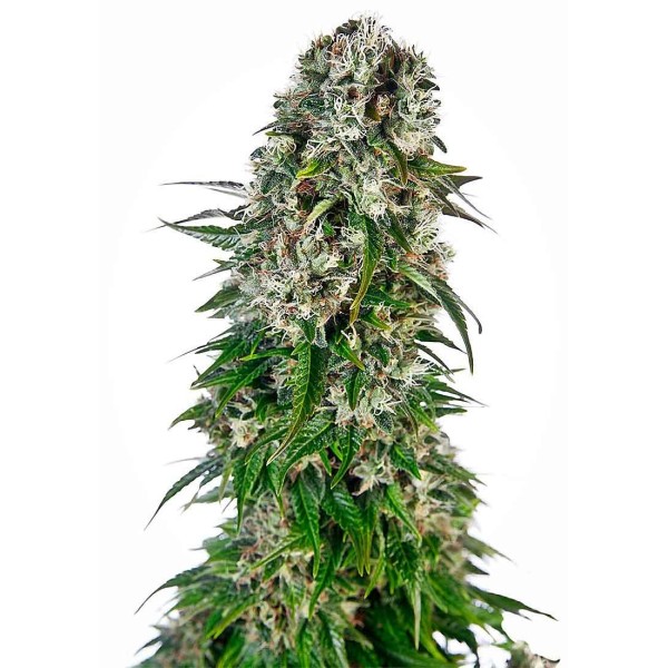 BIG BUD AUTO