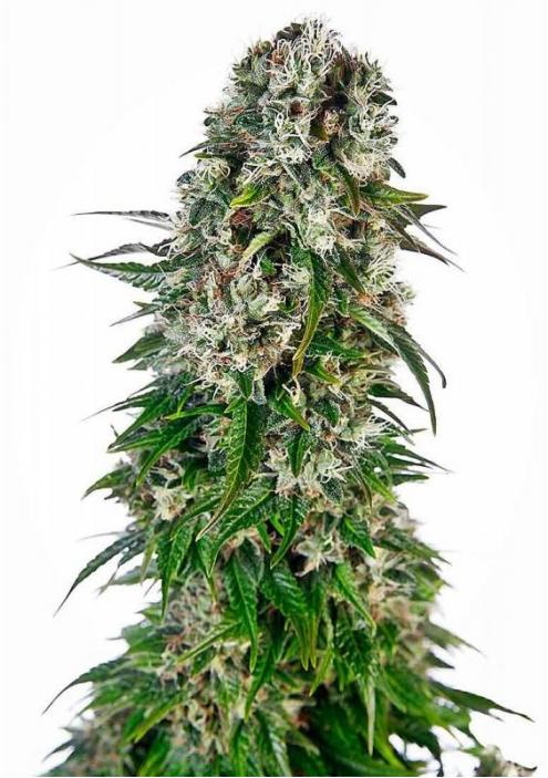 BIG BUD AUTO