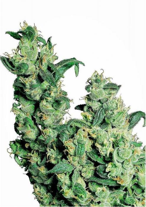 JACK HERER