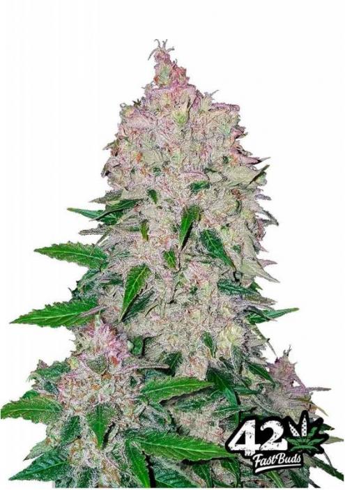 Stardawg - Flavour Chasers from the Experts in Stealthy Cannabis Seed  Delivery! - Stealthy Seeds