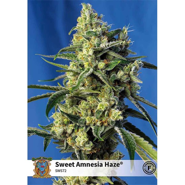 SWEET AMNESIA HAZE