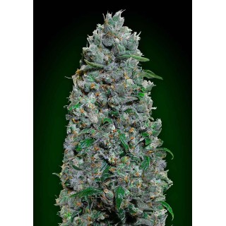 AUTO AFGHAN MASS XXL