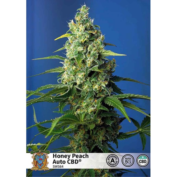 HONEY PEACH AUTO CBD