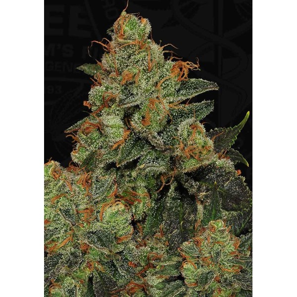 BUBBLEGUM