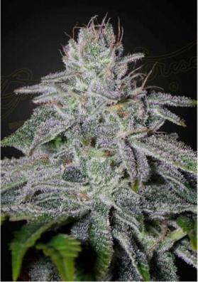 FRANCO'S LEMON CHEESE