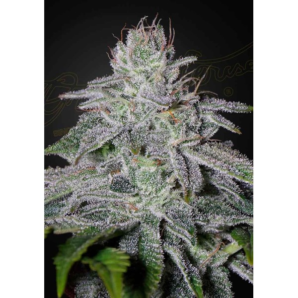 FRANCO'S LEMON CHEESE