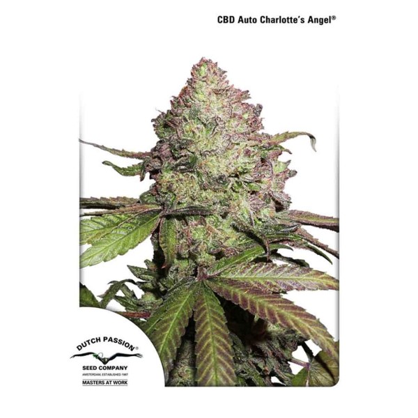 AUTO CBD CHARLOTTE'S ANGEL