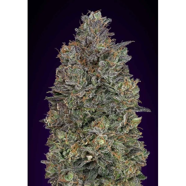 CRITICAL PURPLE KUSH