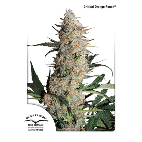 CRITICAL ORANGE PUNCH