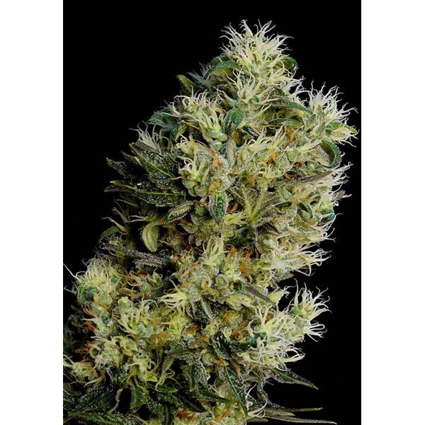 AMNESIA BILBO AUTO