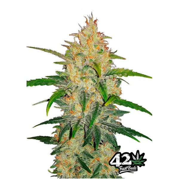 ZKITTLEZ AUTO