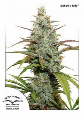 MOKUM´S TULIP