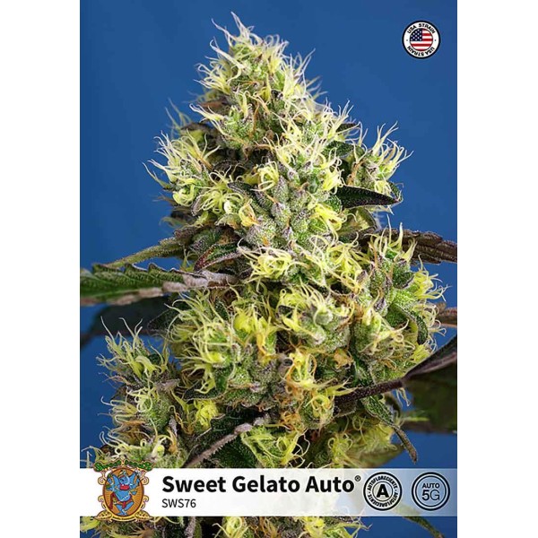 SWEET GELATO AUTO