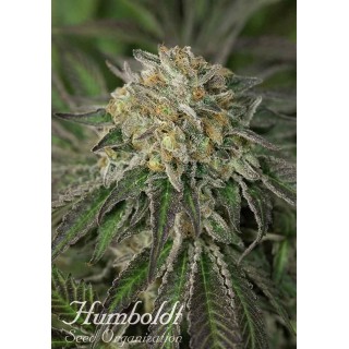 AMHERST SOUR DIESEL