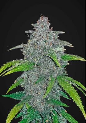 Semillas de marihuana Blue Dream'matic