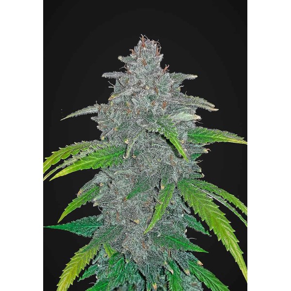 Blue Dream'matic | Sementes de maconha Autoflorescentes