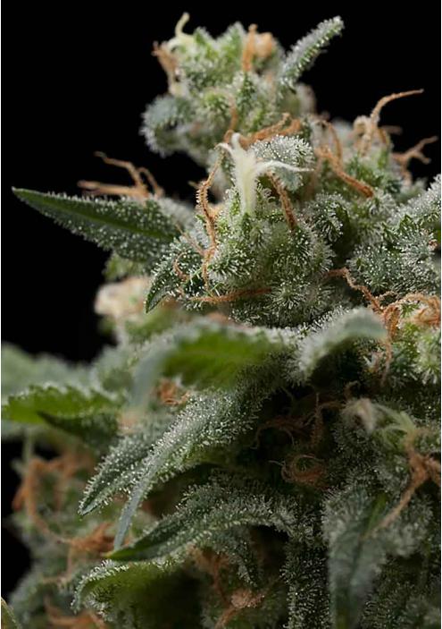 SUPER HASH FEMINIZADA PYRAMID SEEDS