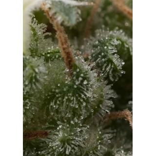 Auto SuperHash | Autoflowering Marijuana Seeds