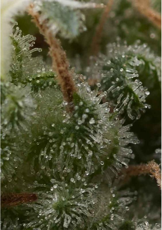 AUTO SUPER HASH FEMINIZADA PYRAMID SEEDS