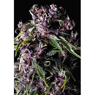 Purple | Feminized Marijuana Seeds