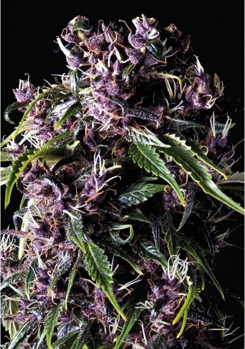 PURPLE FEMINIZADA DE PYRAMID SEEDS