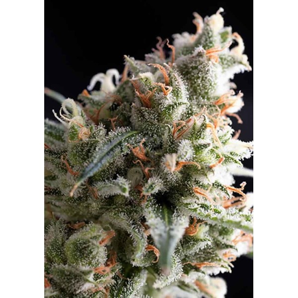 Kukulkán | Sementes de maconha feminizadas