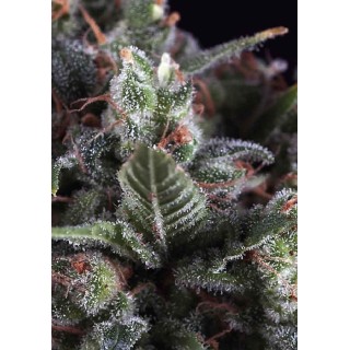 Auto Olympia | Autoflowering Marijuana Seeds