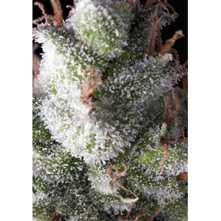 Auto Ramses | Sementes de maconha Autoflorescentes