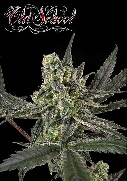 Old School de Ripper Seeds