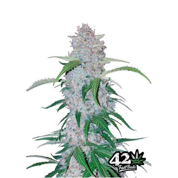 Six Shooter | Sementes de maconha Autoflorescentes