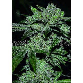 Sour Glue | Feminized Marijuana Seeds