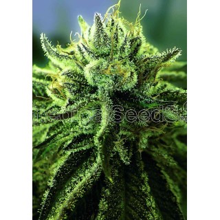 Canadian Kush 2.0 | Feminized Marijuana Seeds