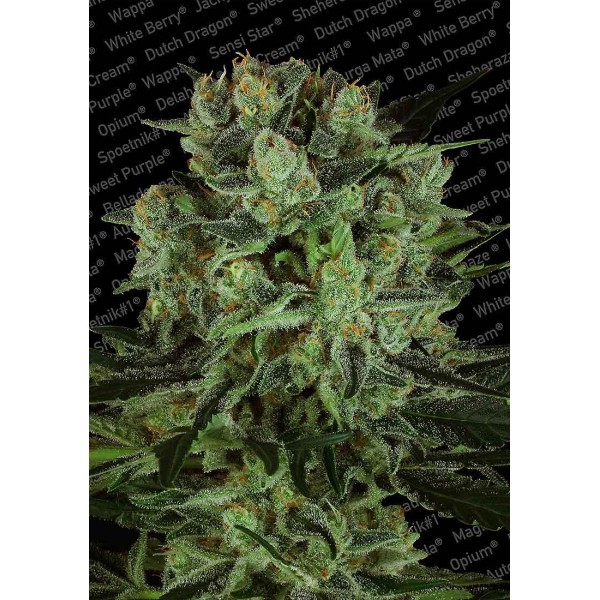 DURGA MATA CBD II