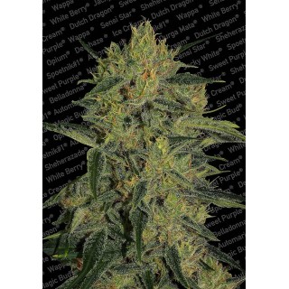 NEBULA II CBD