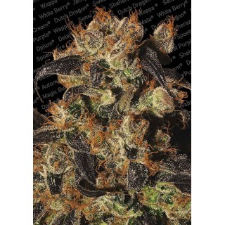 WHITE BERRY