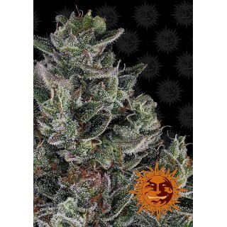 Glookies | Sementes de maconha Feminizadas