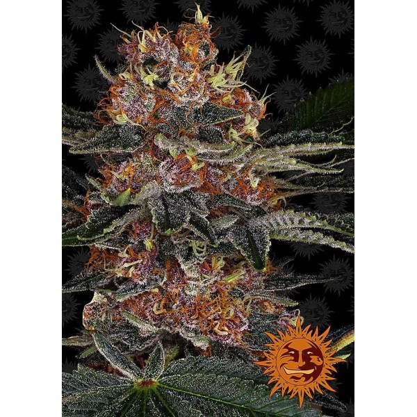 Purple Punch | Sementes de maconha Feminizadas